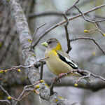 Evening Grosbeak (Coccothraustes vespertinus)