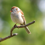 Field Sparrow (Spizella pusilla)