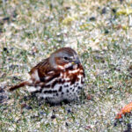 Fox Sparrow (Passerella iliaca)