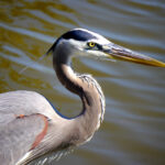 Great Blue Heron (Ardea herodias)