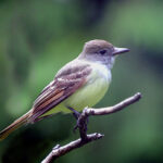 Great Crested Flycatcher (Myiarchus crinitus)