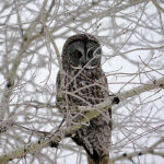 Great Gray Owl (Strix nebulosa)