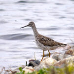 Greater Yellowlegs (Tringa melanoleuca)