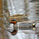 Green-winged Teal (Anas crecca)