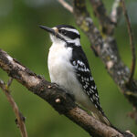 Hairy Woodpecker (Dryobates villosus)