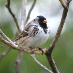 Harris's Sparrow (Zonotrichia querula)