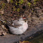 Hoary Redpoll (Acanthis hornemanni)