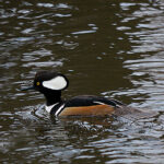 Hooded Merganser (Lophodytes cucullatus)