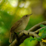 House Wren (Troglodytes aedon)