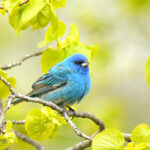 Indigo Bunting (Passerina cyanea)