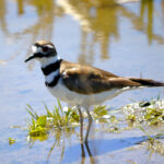 Killdeer (Charadrius vociferus)