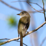 Least Flycatcher (Empidonax minimus)