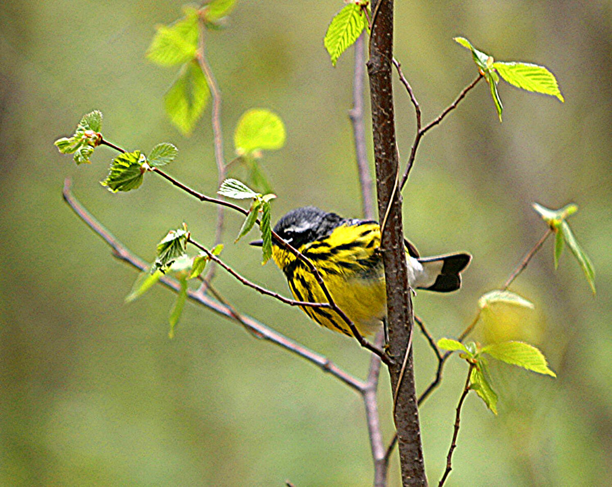 Magnolia Warbler (Setophaga magnolia)