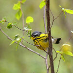 Magnolia Warbler (Setophaga magnolia)