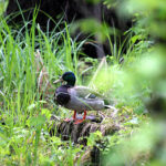 Mallard (Anas platyrhynchos)