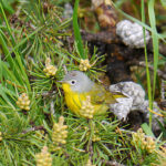 Nashville Warbler (Leiothlypis ruficapilla)