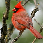 Northern Cardinal (Cardinalis cardinalis)