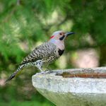 Northern Flicker (Colaptes auratus)