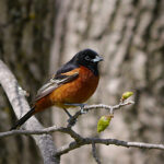 Orchard Oriole (Icterus spurius)