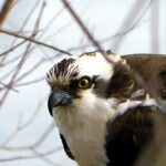 Osprey (Pandion haliaetus)