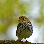 Ovenbird (Seiurus aurocapilla)