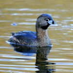 Pied Billed Grebe (Podilymbus podiceps)