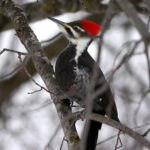 Pileated Woodpecker (Dryocopus pileatus)