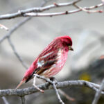 Purple Finch (Haemorhous purpureus)