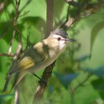 Red Eyed Vireo (Vireo olivaceus)