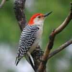 Red-Bellied Woodpecker (Melanerpes carolinus)