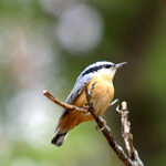 Red Breasted Nuthatch (Sitta canadensis)