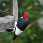 Red Headed Woodpecker (Melanerpes erythrocephalus)