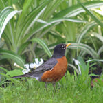 American Robin (Turdus migratorius)