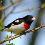 Rose-Breasted Grosbeak (Pheucticus ludovicianus)