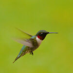 Ruby-Throated Hummingbird (Archilochus colubris)