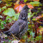 Ruffed Grouse (Bonasa umbellus)