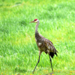 Sandhill Crane (Antigone canadensis)