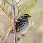 Savannah Sparrow (Passerculus sandwichensis)