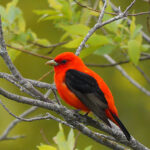 Scarlet Tanager (Piranga olivacea)