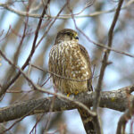 Sharp-Shinned Hawk (Accipiter striatus)