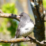 Dark-Eyed Junco (Junco hyemalis)