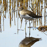 Solitary Sandpiper (Tringa solitaria)