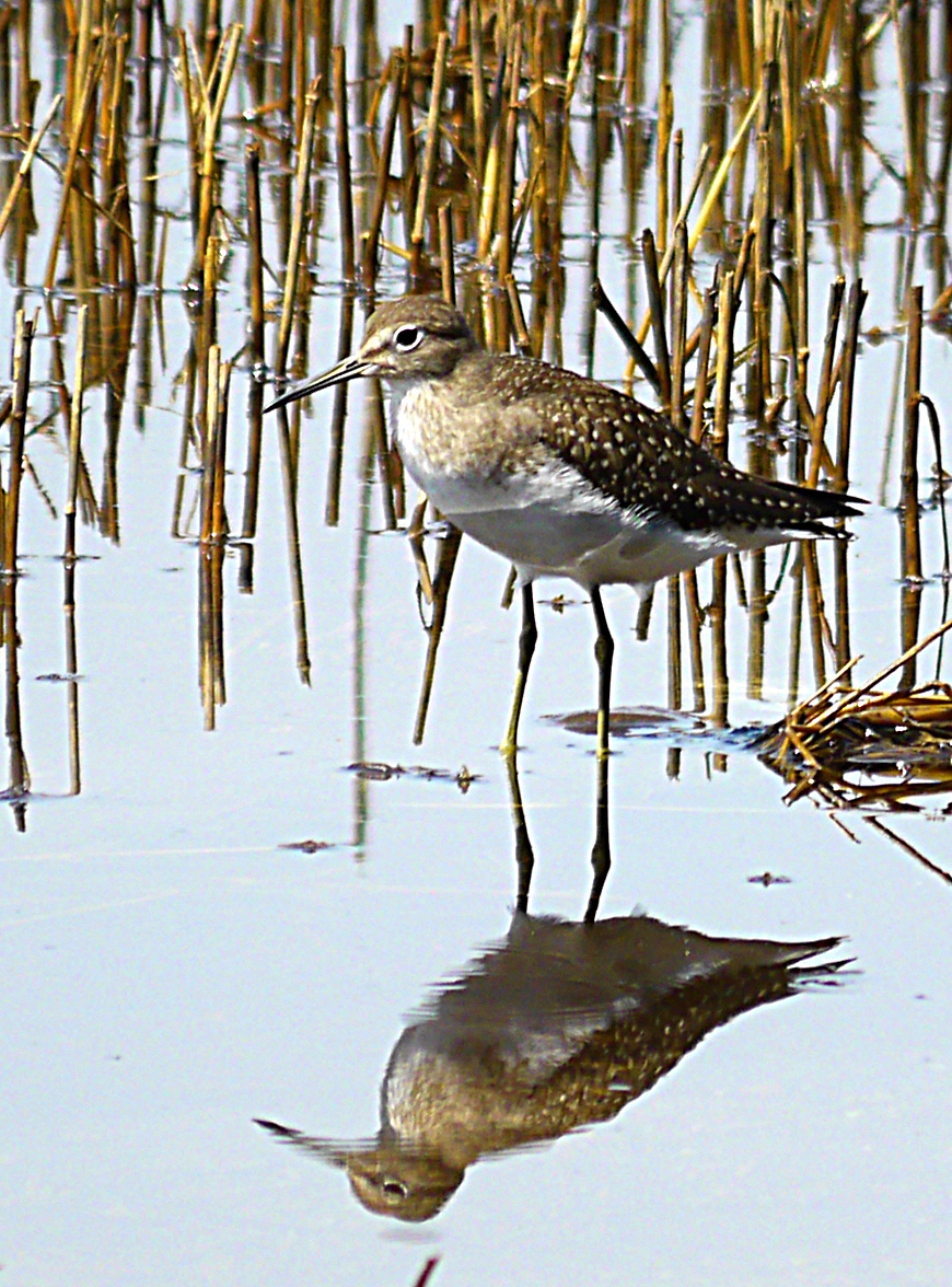 Solitary Sandpiper (Tringa solitaria)