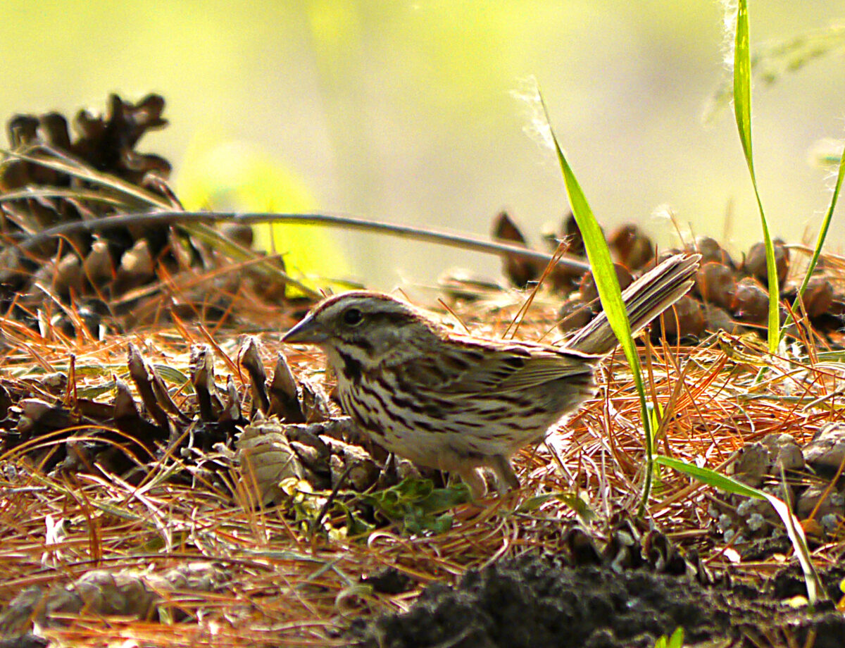 Song Sparrow (Melospiza melodia)