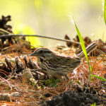 Song Sparrow (Melospiza melodia)