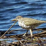 Spotted Sandpiper (Actitis macularius)