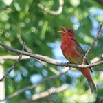 Summer Tanager (Piranga rubra)