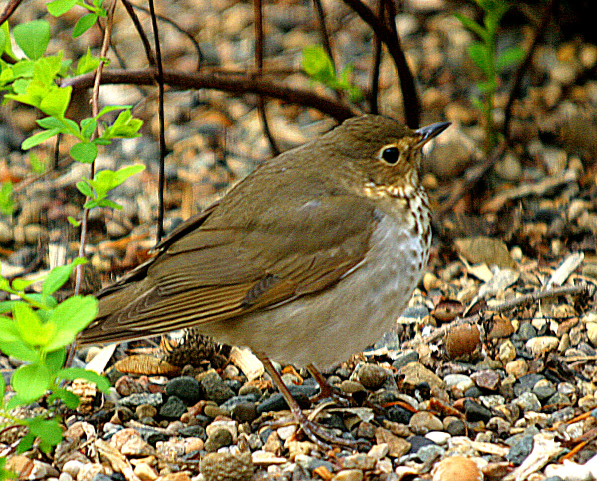 Swainson’s Thrush (Catharus ustulatus)