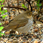 Swainson's Thrush (Catharus ustulatus)