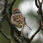 Tree Sparrow (Spizelloides arborea)